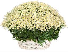 Цветочная композиция из Ромашки в корзине #REPLACE_PRED# Дубовке Ставропольского края